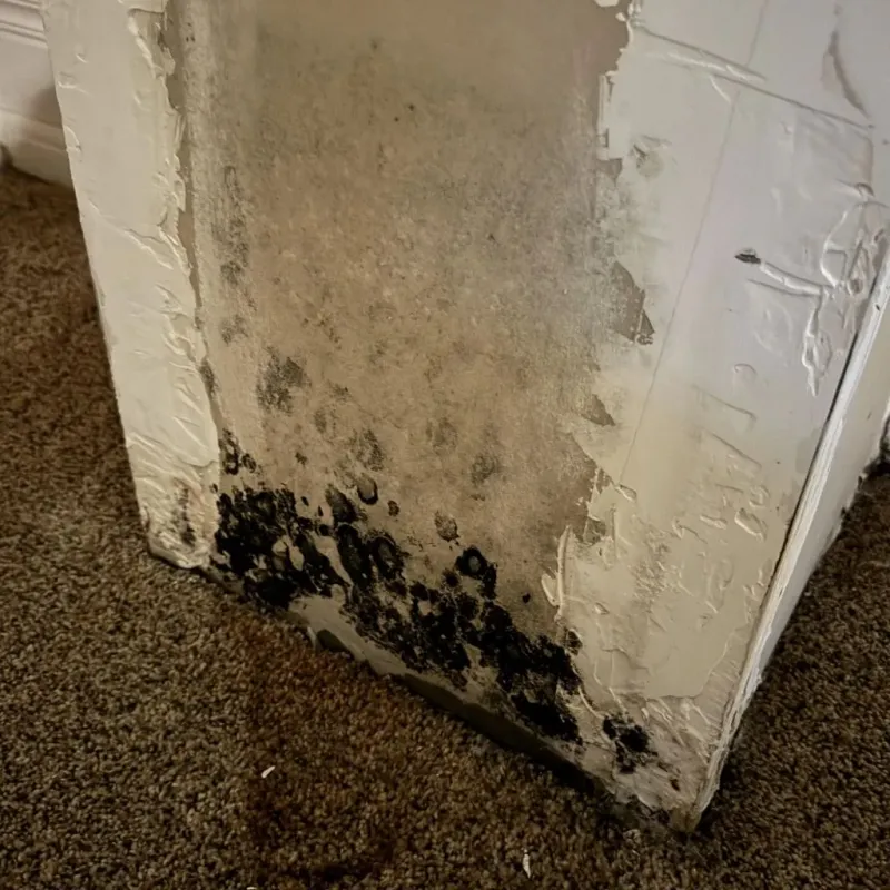 Professional Mold Removal in Mount Sterling, KY